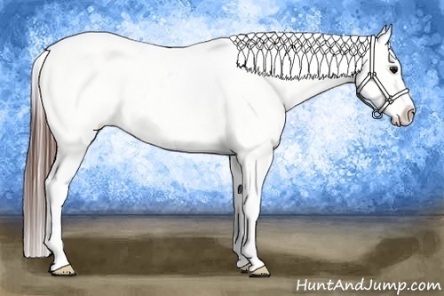 Horse Color:Bay Roan Appaloosa Rabicano 
