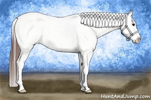 Horse Color:Brown Roan Blanket Rabicano 