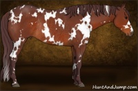Horse Color:White Spotted Chocolate Brown Rabicano 