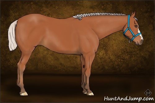 Horse Color:Silver Bay 