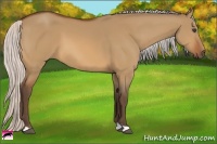 Horse Color:Silver Bay Dun