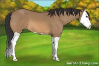 Horse Color:Bay Dun Splash