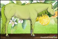 Horse Color:Watercolor Red Dun Sabino