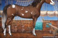 Horse Color:White Spotted Liver Red Roan Splash Appaloosa 