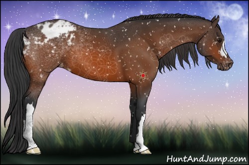 Horse Color:Bay Appaloosa