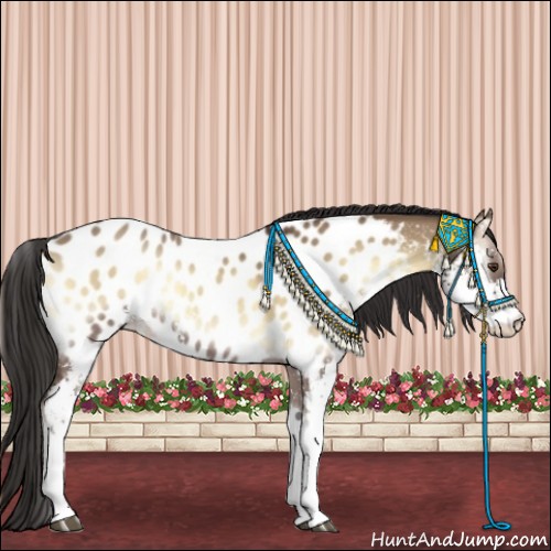 Horse Color:Liver Red Dun Onyx Sabino Appaloosa Rabicano 