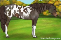 Horse Color:Liver Chestnut Appaloosa 