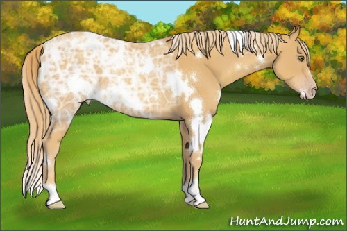 Horse Color:White Spotted Gold Champagne Ice 