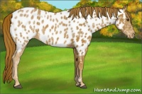 Horse Color:White Spotted Chestnut Ice Appaloosa