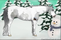 Horse Color:Black Sabino Tobiano