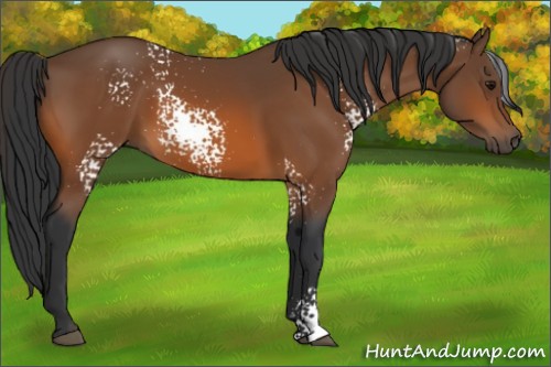 Horse Color:White Spotted Bay