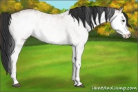Horse Color:White Spotted Bay 