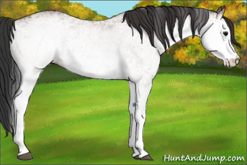 Horse Color:White Spotted Bay Rabicano