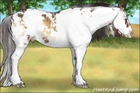 Horse Color:Liver Red Onyx Sabino 