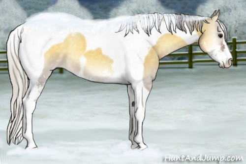 Horse Color:Silver Buckskin Onyx Sabino Tobiano 