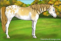 Horse Color:Red Onyx Splash Appaloosa 