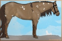 Horse Color:White Spotted Liver Red Dun
