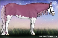 Horse Color:Chestnut Splash 