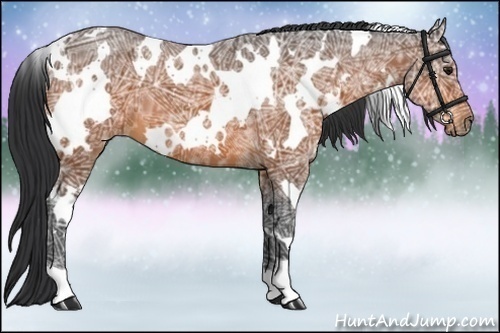Horse Color:White Spotted Bay Ice