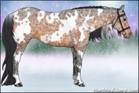 Horse Color:White Spotted Bay Ice 