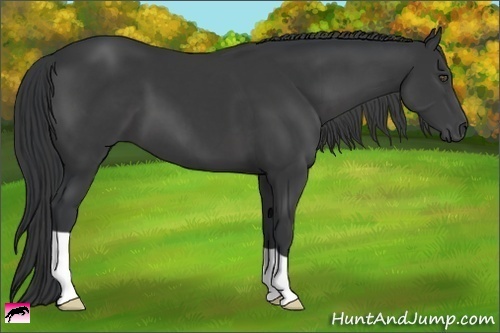 Horse Color:Black 