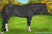 Horse Color:Black 
