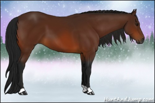 Horse Color:Gray Bay 