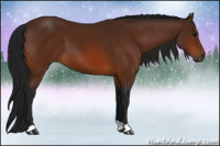 Horse Color:Gray Bay 