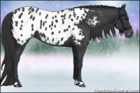 Horse Color:Black Appaloosa 