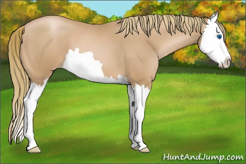 Horse Color:Chestnut Pearl Splash 