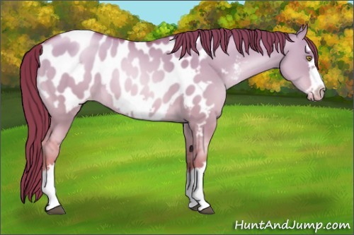 Horse Color:Liver Red Dun Pearl Splash Frame Appaloosa