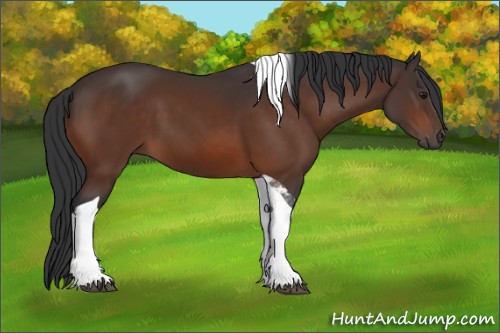 Horse Color:Brown Tobiano