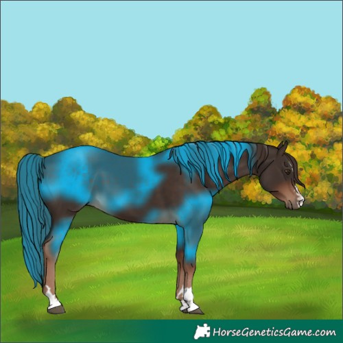 Horse Color:Liver Chestnut 