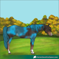 Horse Color:Liver Chestnut 