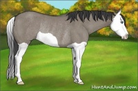 Horse Color:Smoky Grullo Splash Rabicano