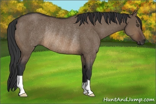 Horse Color:Brown Dun Rabicano 