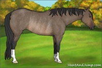Horse Color:Brown Dun Rabicano