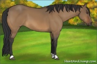 Horse Color:Bay Dun