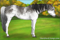 Horse Color:Gray White Spotted Grullo  and Gray White Spotted Grullo 