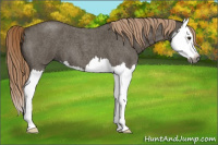 Horse Color:Gray Chocolate Palomino Roan Splash 