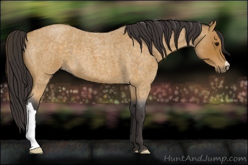 Horse Color:Buckskin Roan 