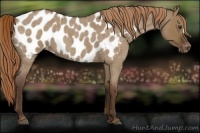 Horse Color:Liver Red Dun Roan Appaloosa 