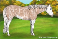 Horse Color:Silver Bay Ice Splash 