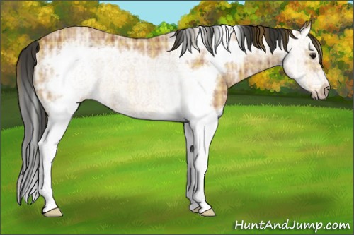 Horse Color:Plaid  Bay Ice Roan Splash Frame 
