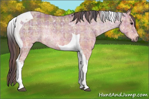 Horse Color:Gray Plaid Bay Ice Tobiano Appaloosa