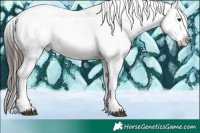 Horse Color:White Spotted Liver Chestnut Appaloosa 