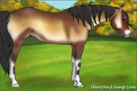 Horse Color:Bay Onyx 