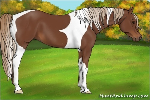 Horse Color:Chestnut Tobiano
