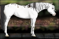 Horse Color:White Spotted Brown Onyx Appaloosa 