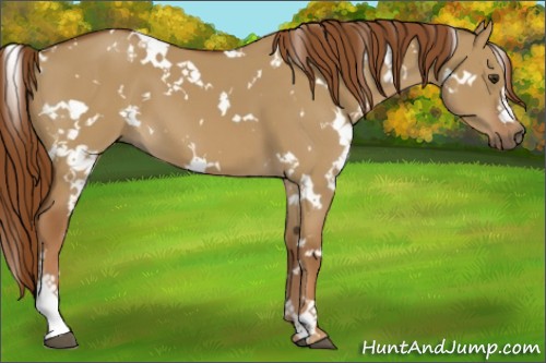 Horse Color:White Spotted Red Dun 
